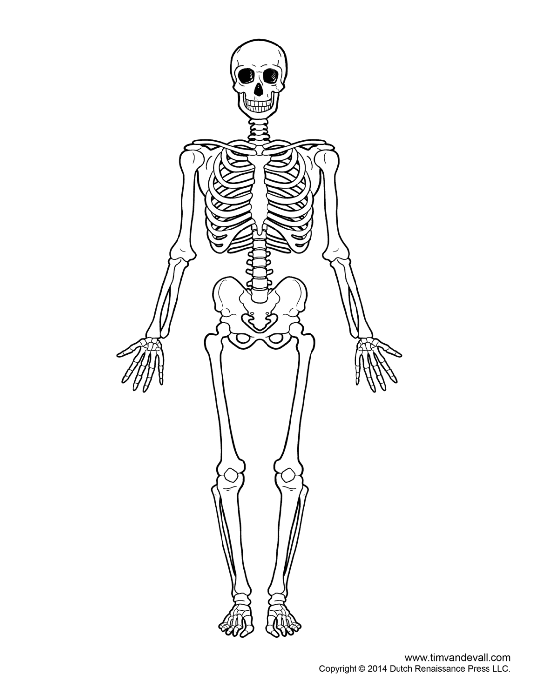 Skeleton Image