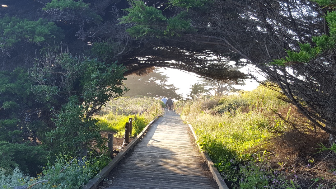Cypress Over Boardwalk